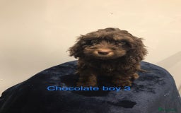Cockapoo dogs for sale: F1 Cockapoo - Image 6