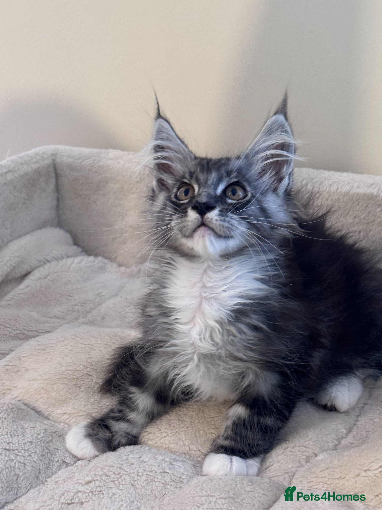 Maine Coon cats for sale: GCCF Registered Maine Coon Shaded Line Kittens - Advert 9