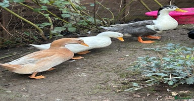 Ducks poultry 6 Duck For Sale NEED GONE ASAP - Advert 9