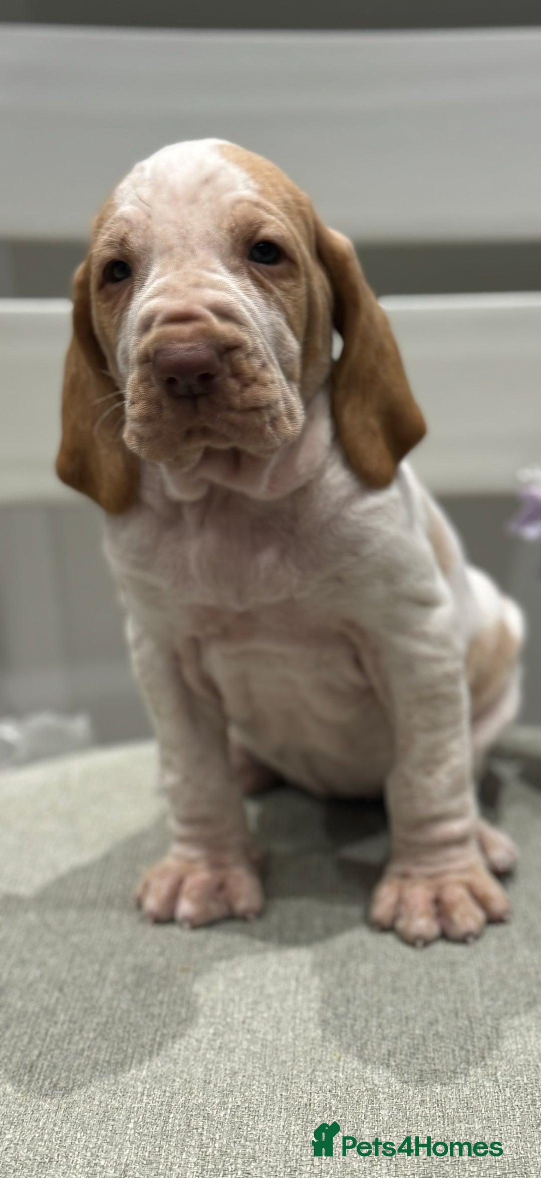 Bracco Italiano dogs for sale: KC TOP QUALITY BRACCO PUP AVAILABLE  - Advert 15