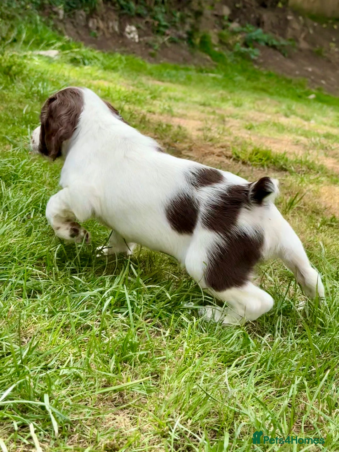 English Springer Spaniel dogs for sale: FTAW Bred Puppies from excellent lines - Image 4