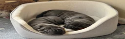 Neapolitan Mastiff dogs for sale: 2 puppies Neapolitan mastiff  - Advert 17