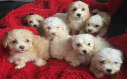 Mixed Breed dogs for sale: Bicton puppies - Image 4