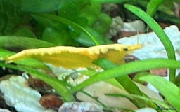 Shrimps fish for sale: freshwater shrimp in assorted colors  - Image 1