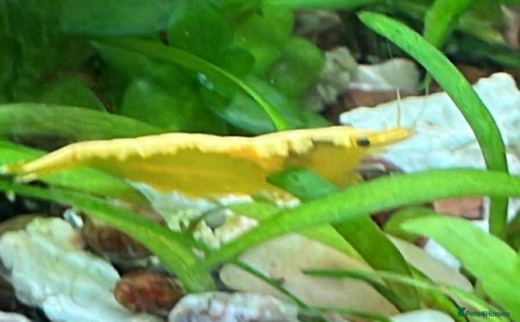 Shrimps fish - Advert 10