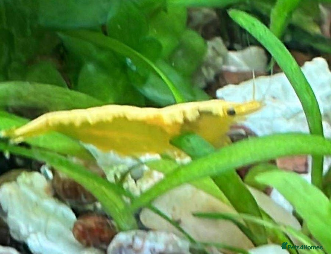 Shrimps fish for sale: freshwater shrimp in assorted colors  - Image 1