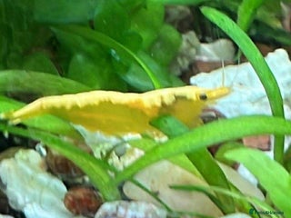 Shrimps fish - Advert 12