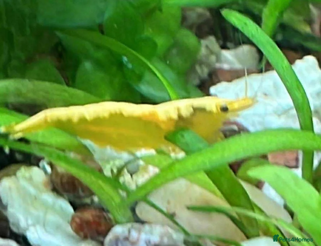 Shrimps fish for sale: freshwater shrimp in assorted colors  - Advert 1