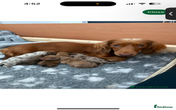 Dachshund dogs for sale: Beautiful girl dachshund  - Image 7