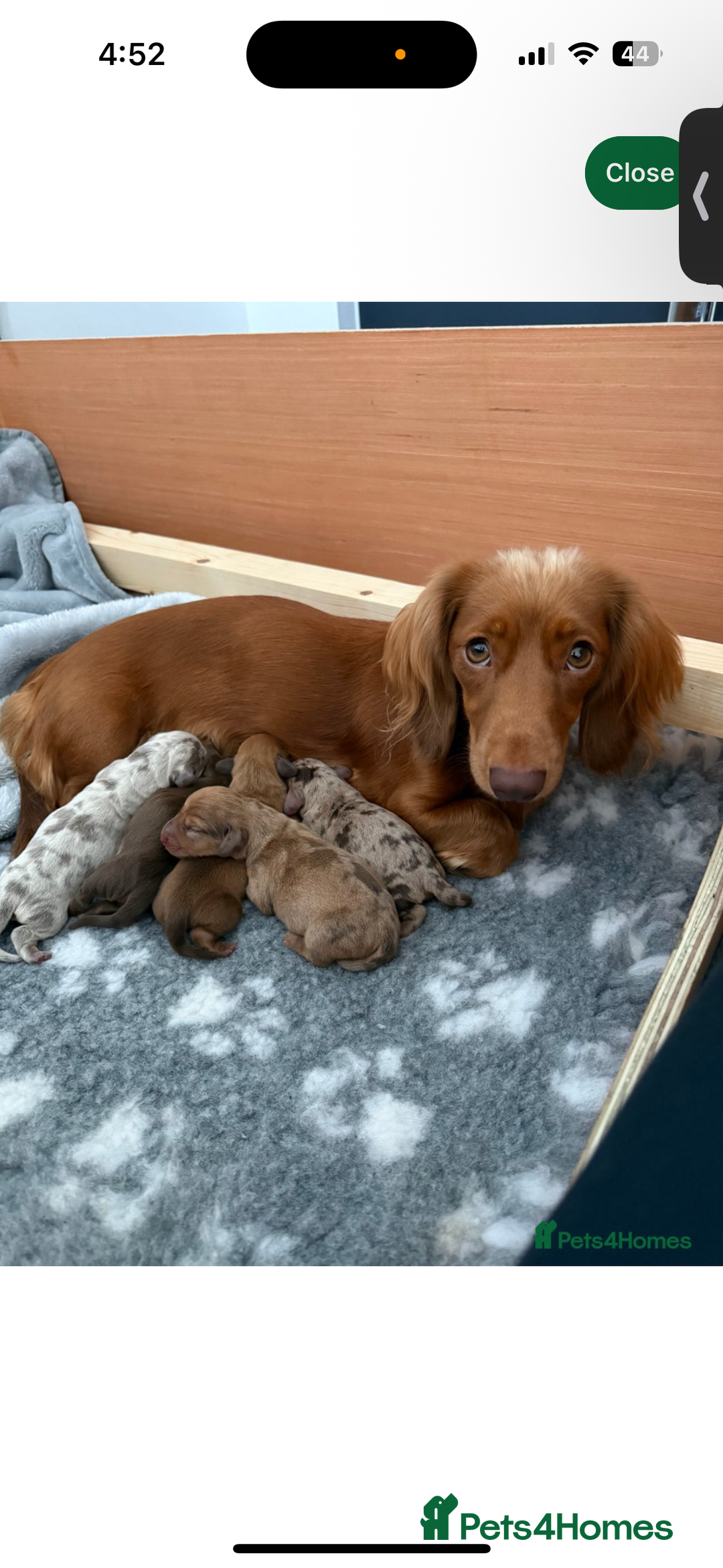 Dachshund dogs for sale: Beautiful girl dachshund  - Image 7