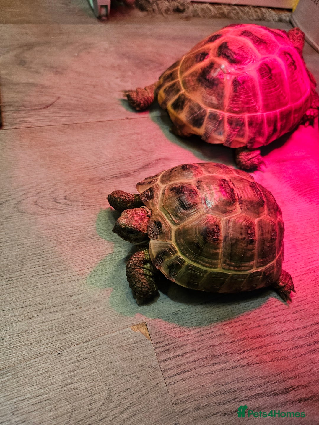 Tortoise reptiles for sale: 2 female horsfield tortoises  - Image 2