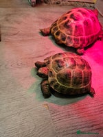 Tortoise reptiles - Advert 4