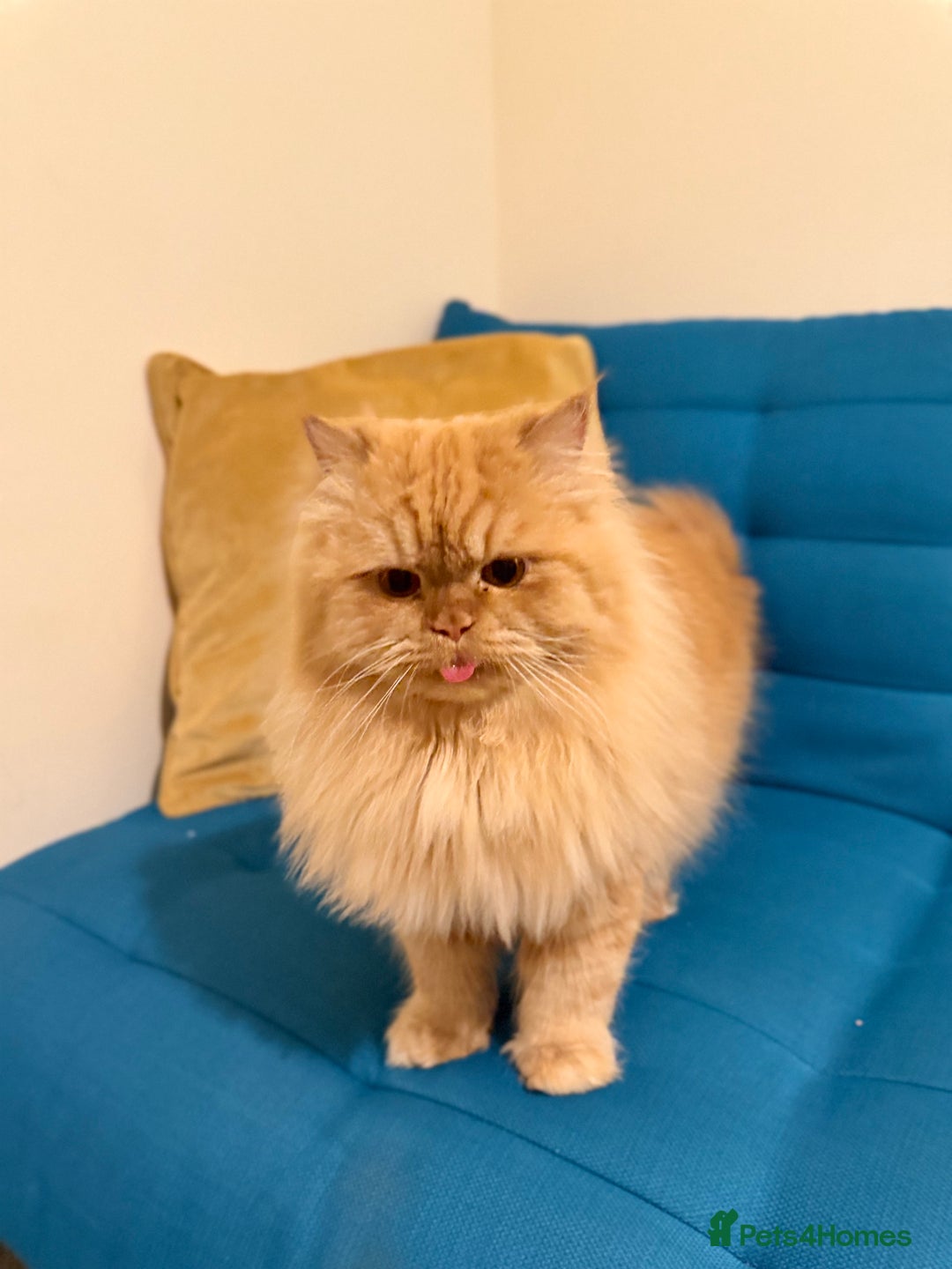 Persian cats for stud: Simba Fluffy Ginger Persian Male for Stud - Advert 4