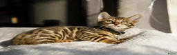 Bengal cats for sale: 6 Bengal kittens - Health and genetically tested - Advert 10