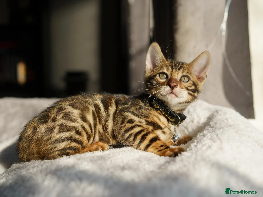 Bengal cats for sale: 6 Bengal kittens - Health and genetically tested - Advert 10
