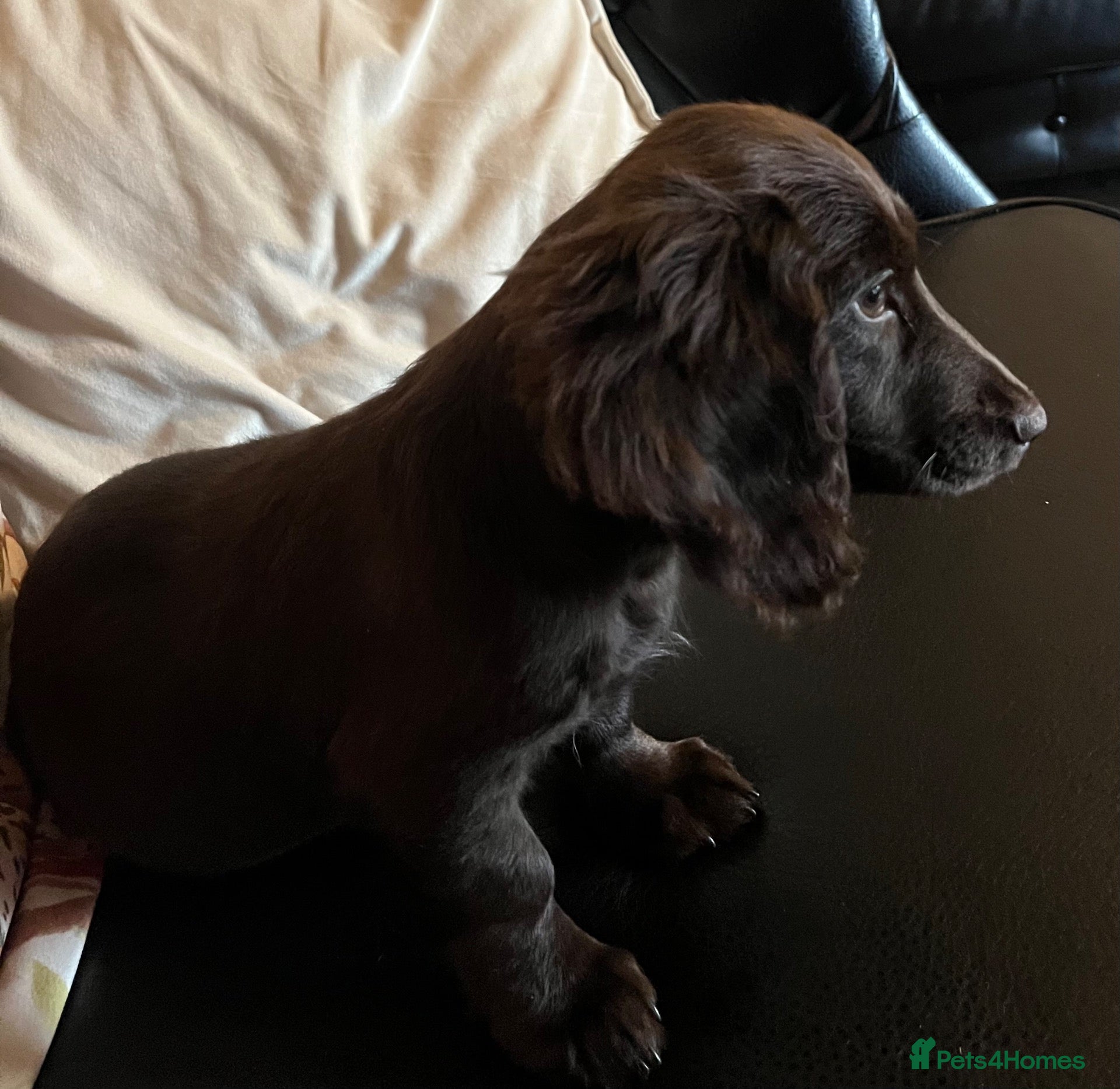 Mixed Breed dogs Working Cocker Spaniel x Longhair Dachshund - Advert 17