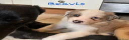 Border Collie dogs for sale: Stunning Border Collie Pups - Advert 6
