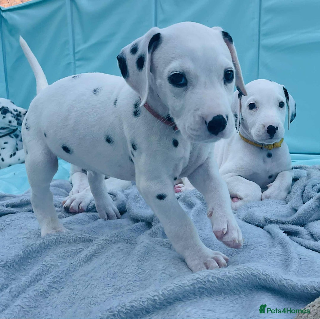 Dalmatian dogs for sale: Dalmatian puppies  - Image 23