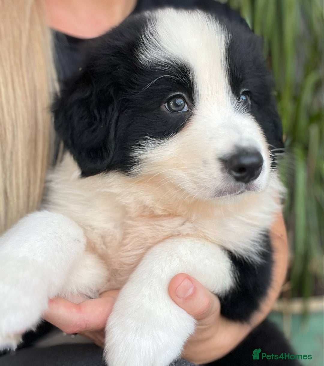 Bernese Mountain Dog dogs for sale: Stunning Chunky Bordernese Puppies - Image 28