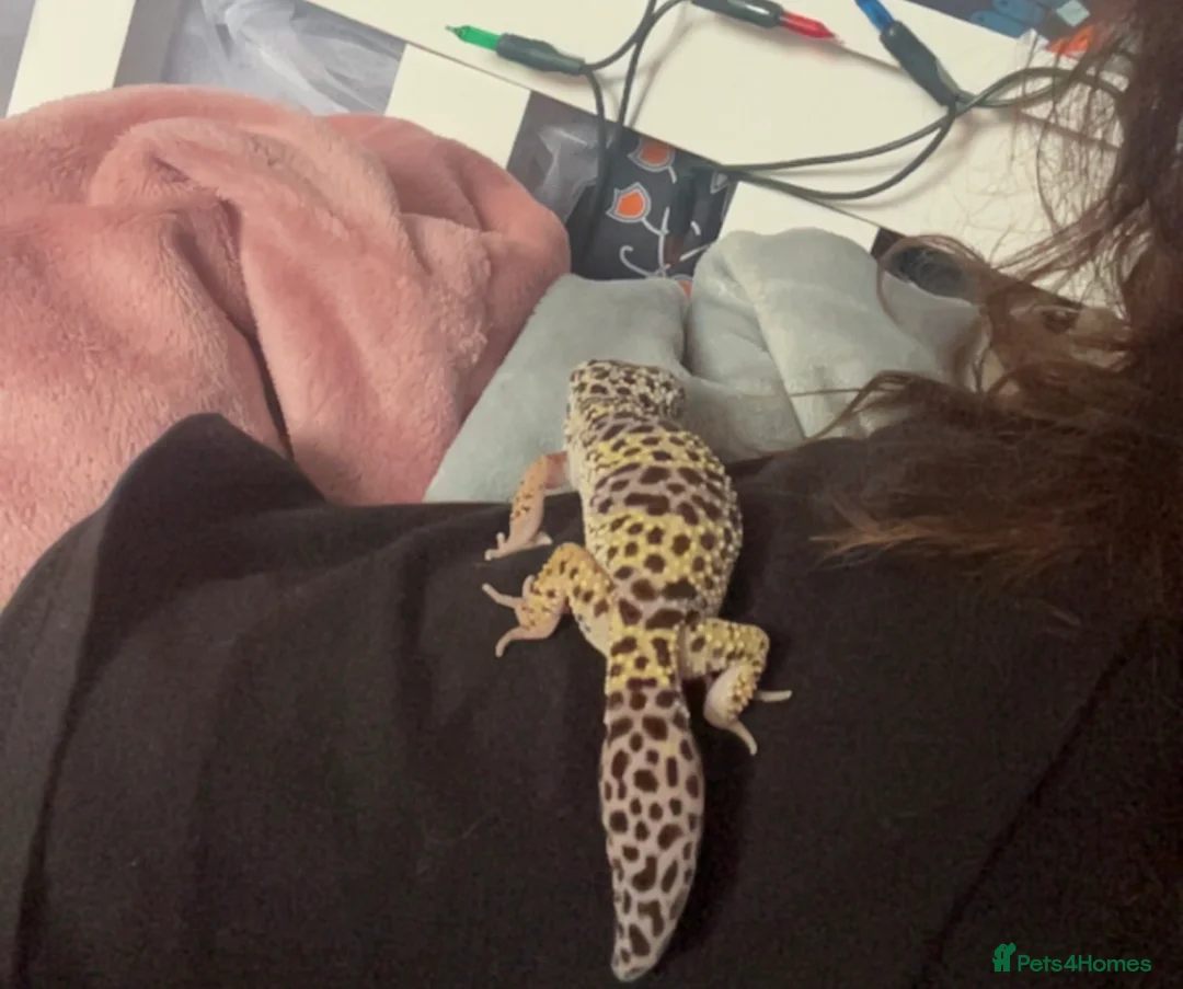 Leopard Gecko reptiles for sale: Female Leopard Gecko + ENCLOSURE - Advert 4