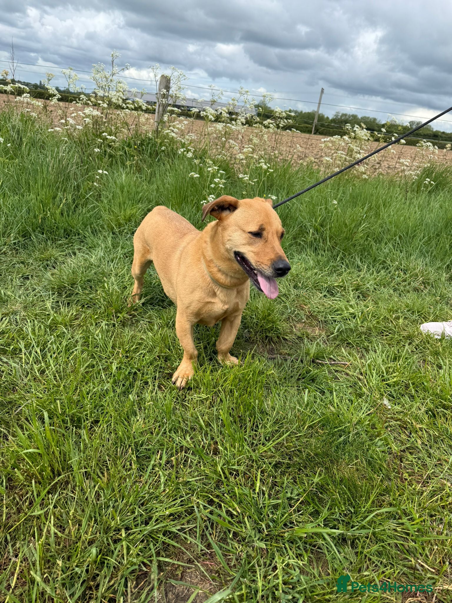 Mixed Breed dogs for adoption: Stevie 💙 - Advert 7