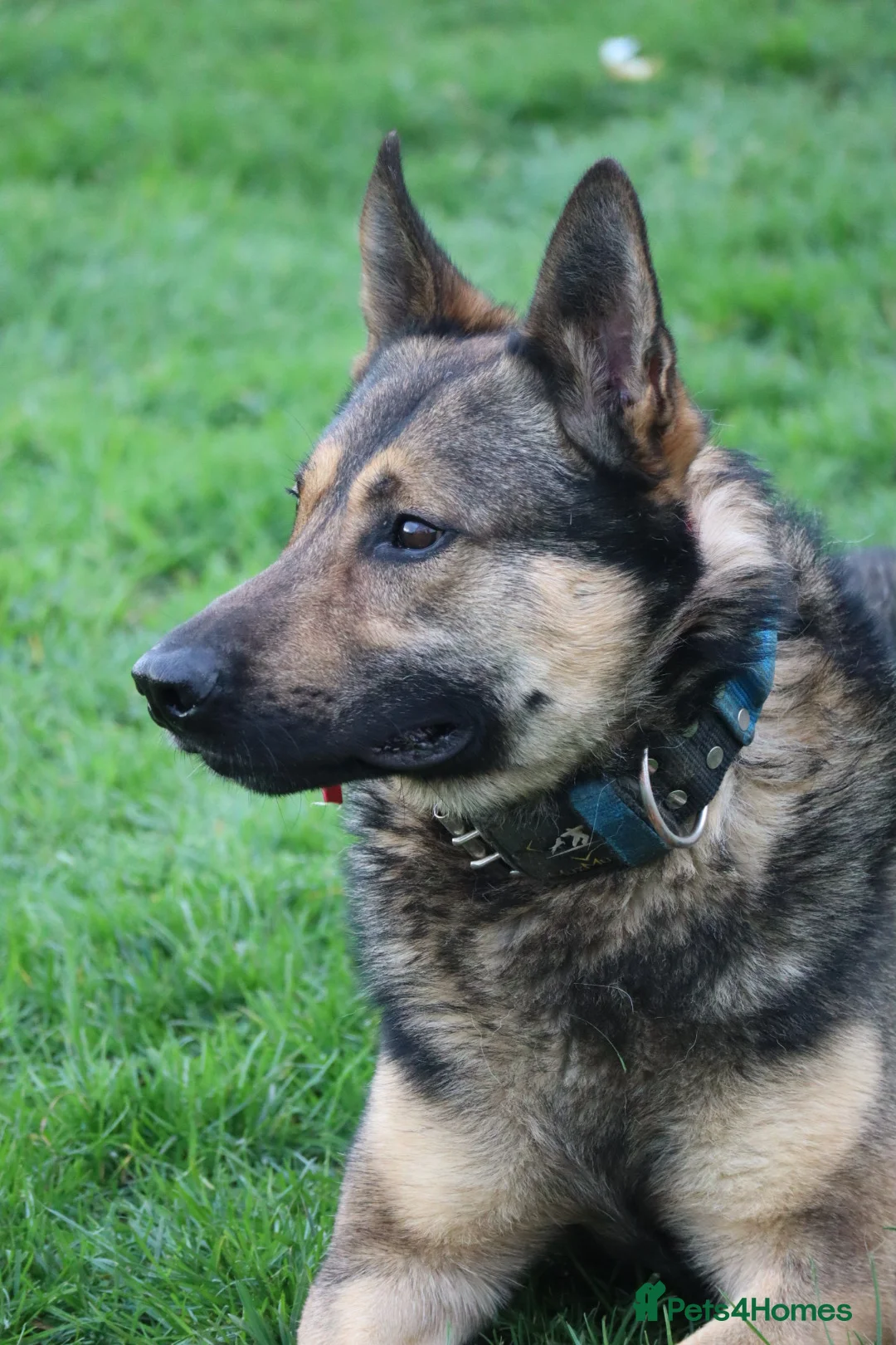 German Shepherd dogs for sale: Trained family dog - Advert 15