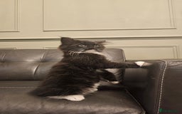 Maine Coon cats for sale: Tabby Maine coon x kittens. Ready to leave - Image 15