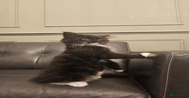 Maine Coon cats - Advert 8