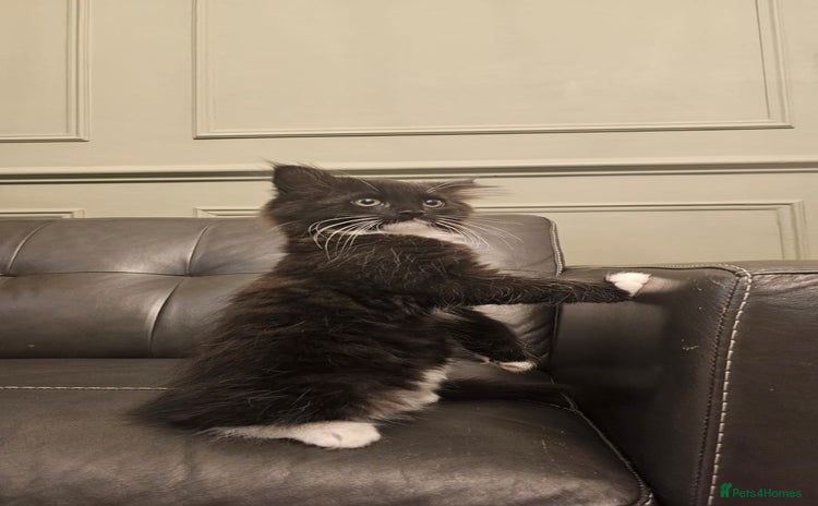 Maine Coon cats - Advert 7