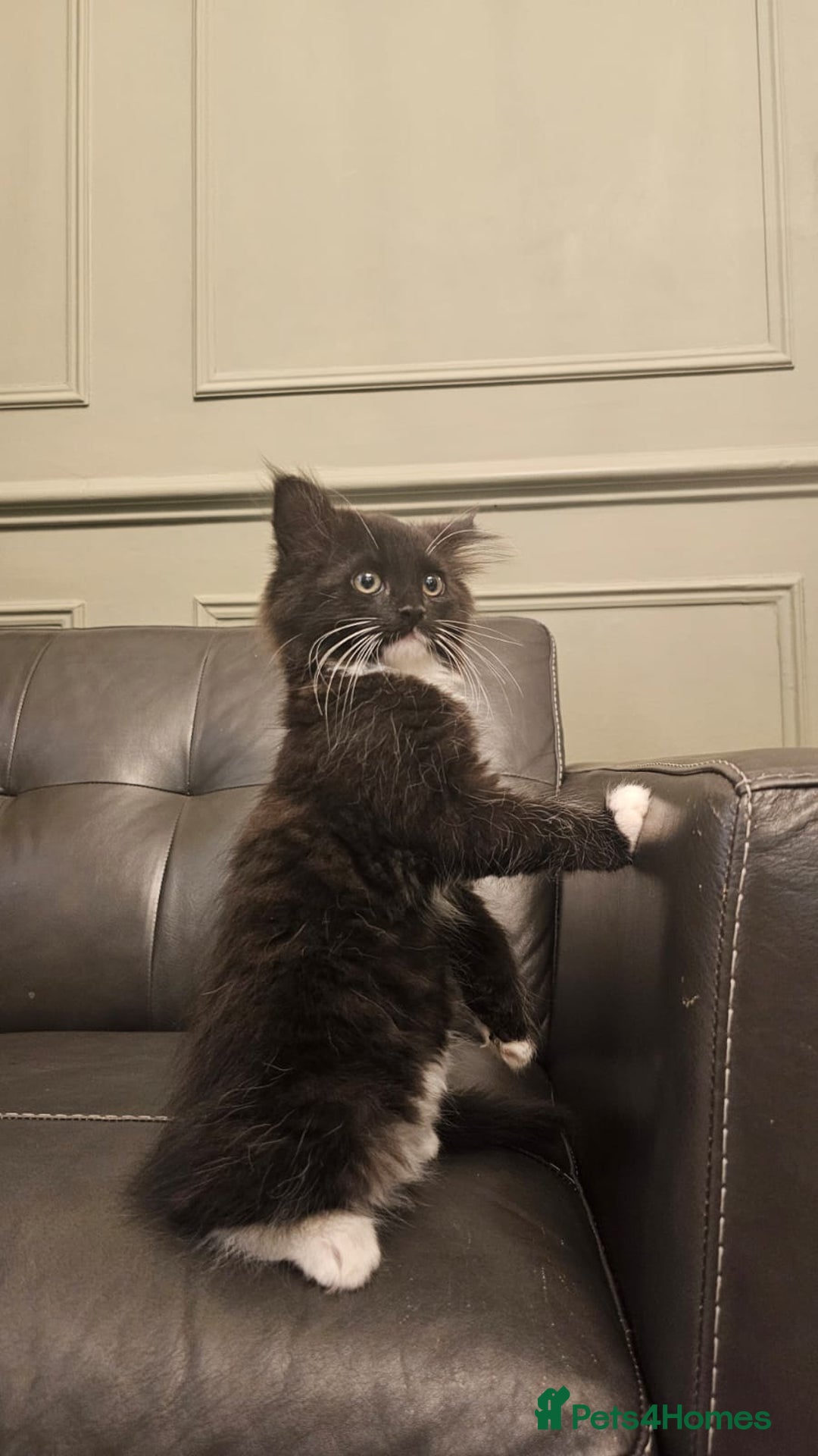 Maine Coon cats for sale: Tabby Maine coon x kittens. Ready to leave - Image 15