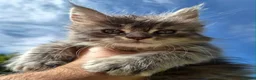 Maine Coon cats for sale: Russian line XXL Maine Coon, Last of reserv litter in Princes Risborough - Advert 19