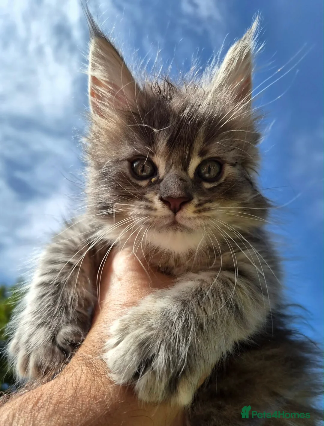 Maine Coon cats for sale: Russian line XXL Maine Coon, Last of reserv litter in Princes Risborough - Advert 19