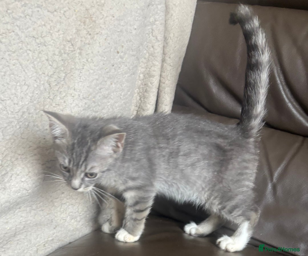Mixed Breed cats for sale: Maincoon x Scottish fold  - Image 29