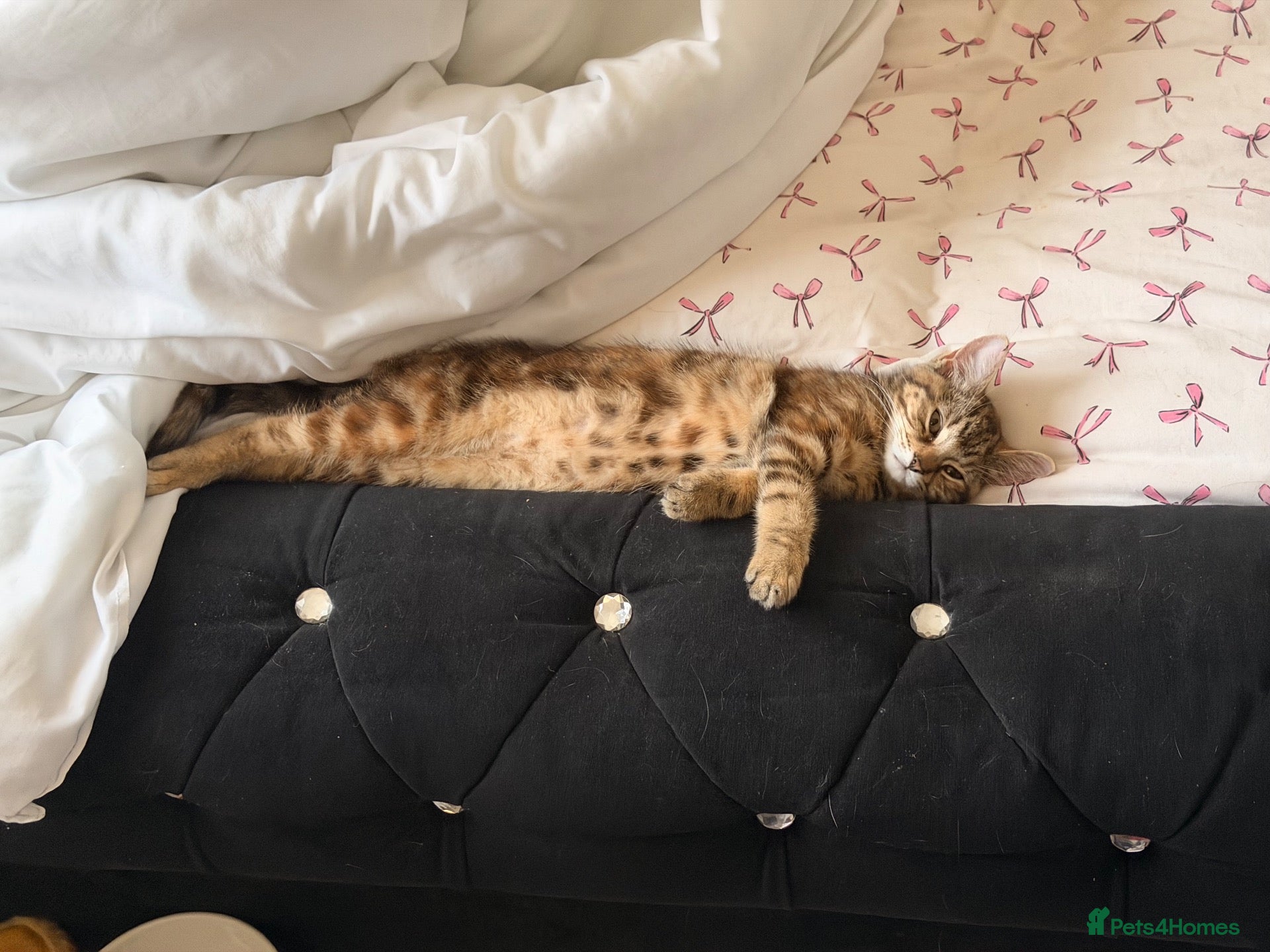 Mixed Breed cats Female kitten  - Advert 4