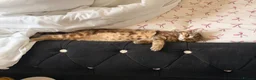 Mixed Breed cats for sale: Female kitten  - Advert 1