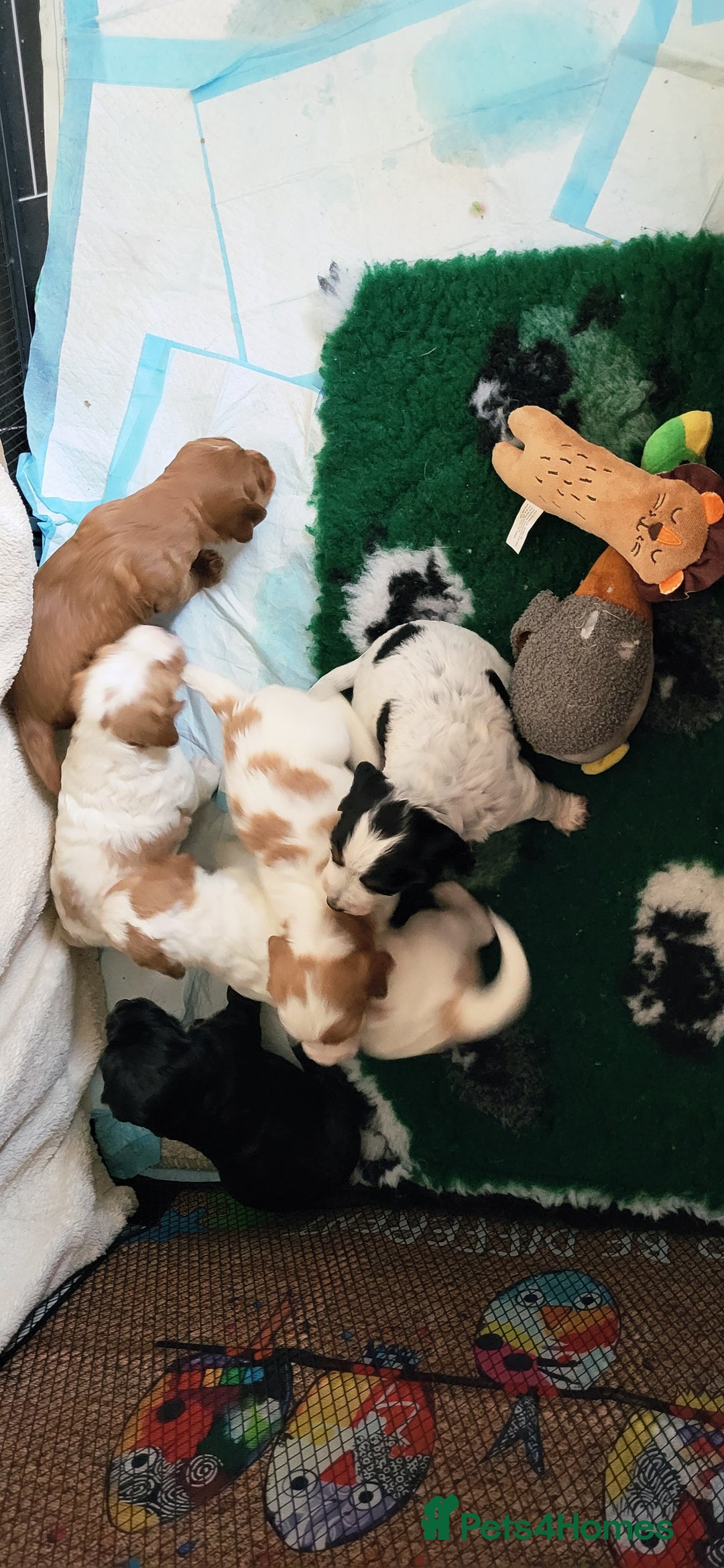 Cocker Spaniel dogs for sale: Health tested stunning litter of 6 - Image 13