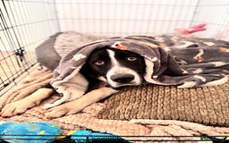 Mixed Breed dogs for sale: 7 month old Puppy  - Image 5