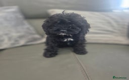 Cavapoo dogs for sale: Stunning Cavapoo Babies - ready this weekend - Image 24