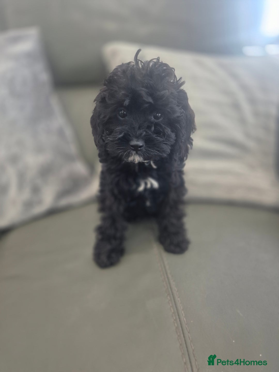 Cavapoo dogs for sale: Stunning Cavapoo Babies - ready this weekend - Image 24