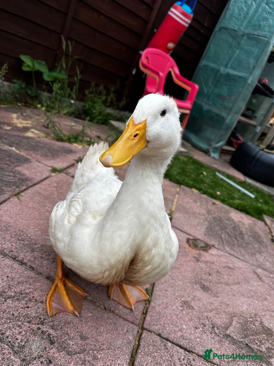 Ducks poultry for sale: Pekin Ducks x3  - Advert 6
