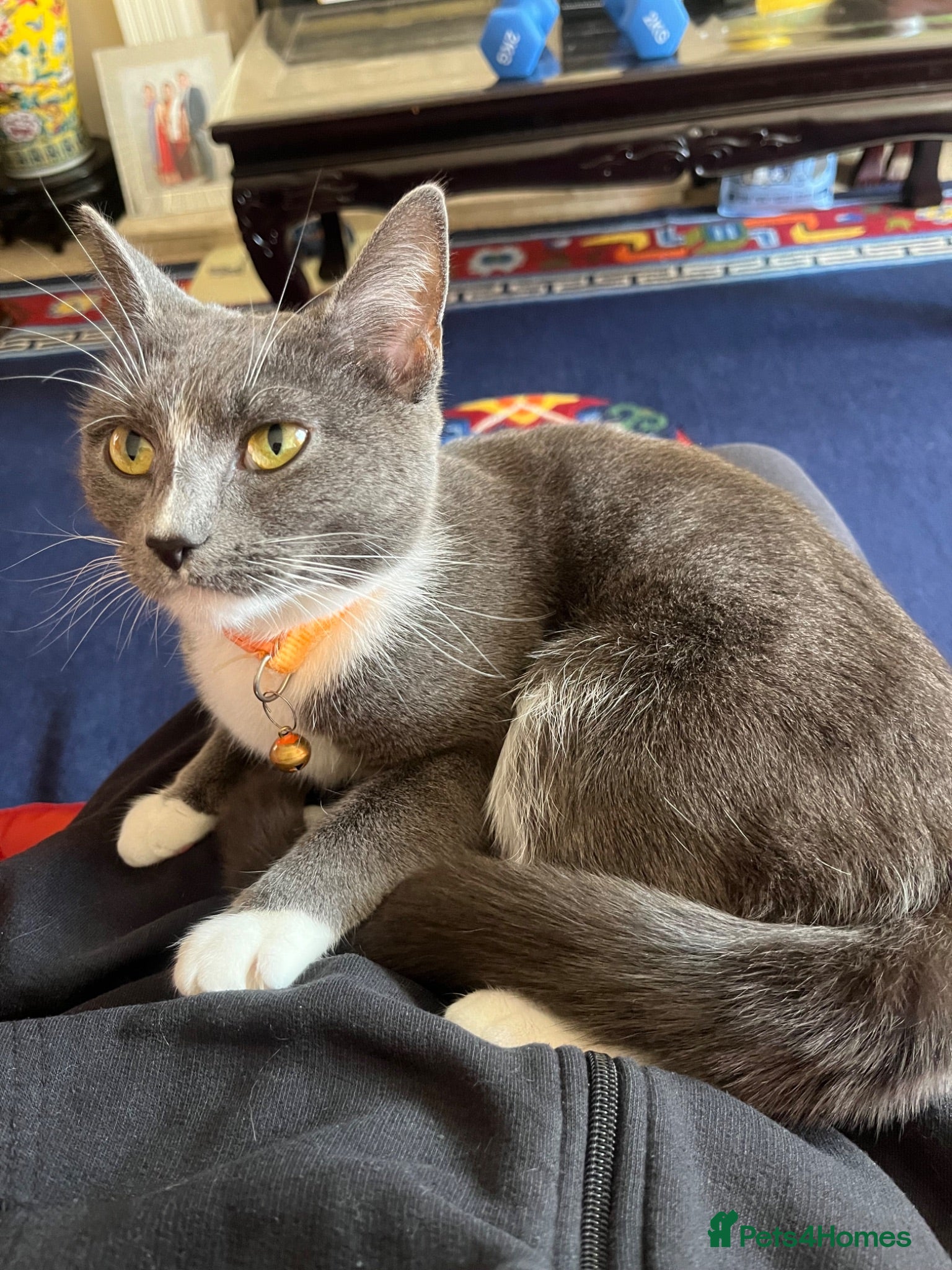 Mixed Breed cats Grey female cat for sale (free) - Advert 2