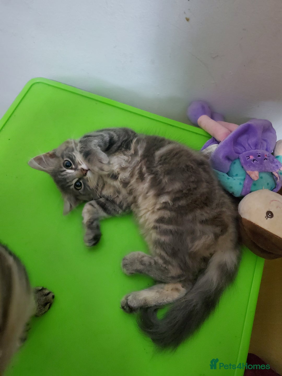 Domestic Shorthair cats for sale: Tabby silver boy - Image 4