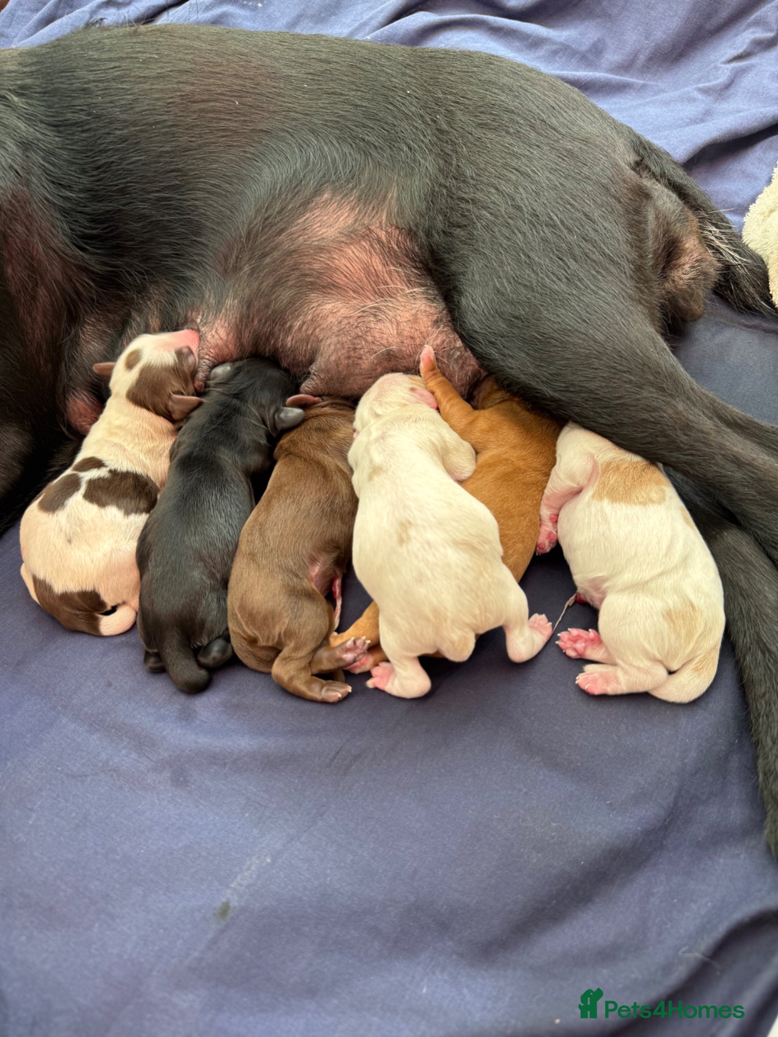 Mixed Breed dogs Patterdale x cocker spaniel puppies - Advert 1