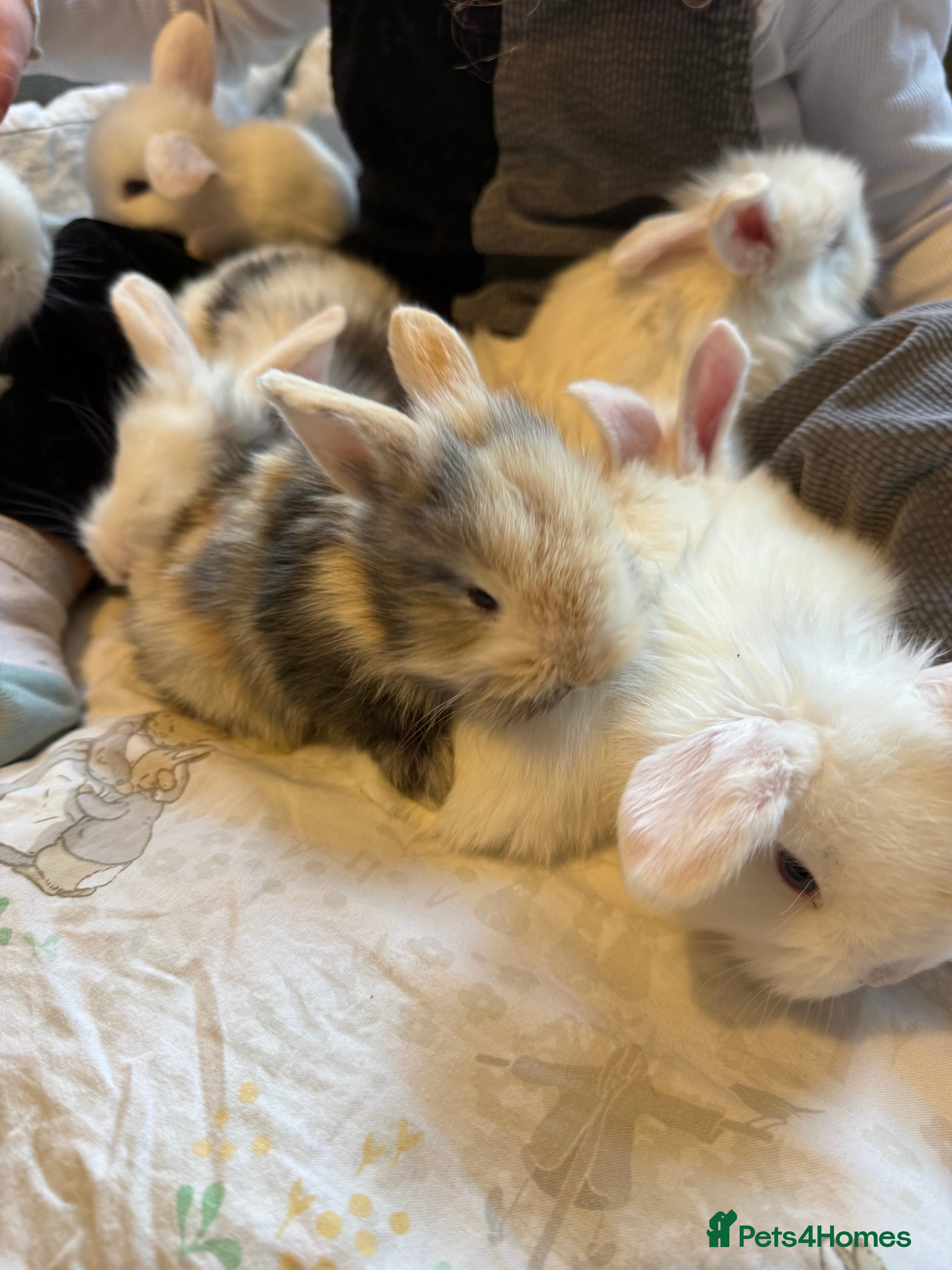 Mixed Breed rabbits Gorgeous Baby Mini Lion Lops - Advert 14