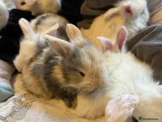 Mixed Breed rabbits Gorgeous Baby Mini Lion Lops - Advert 14