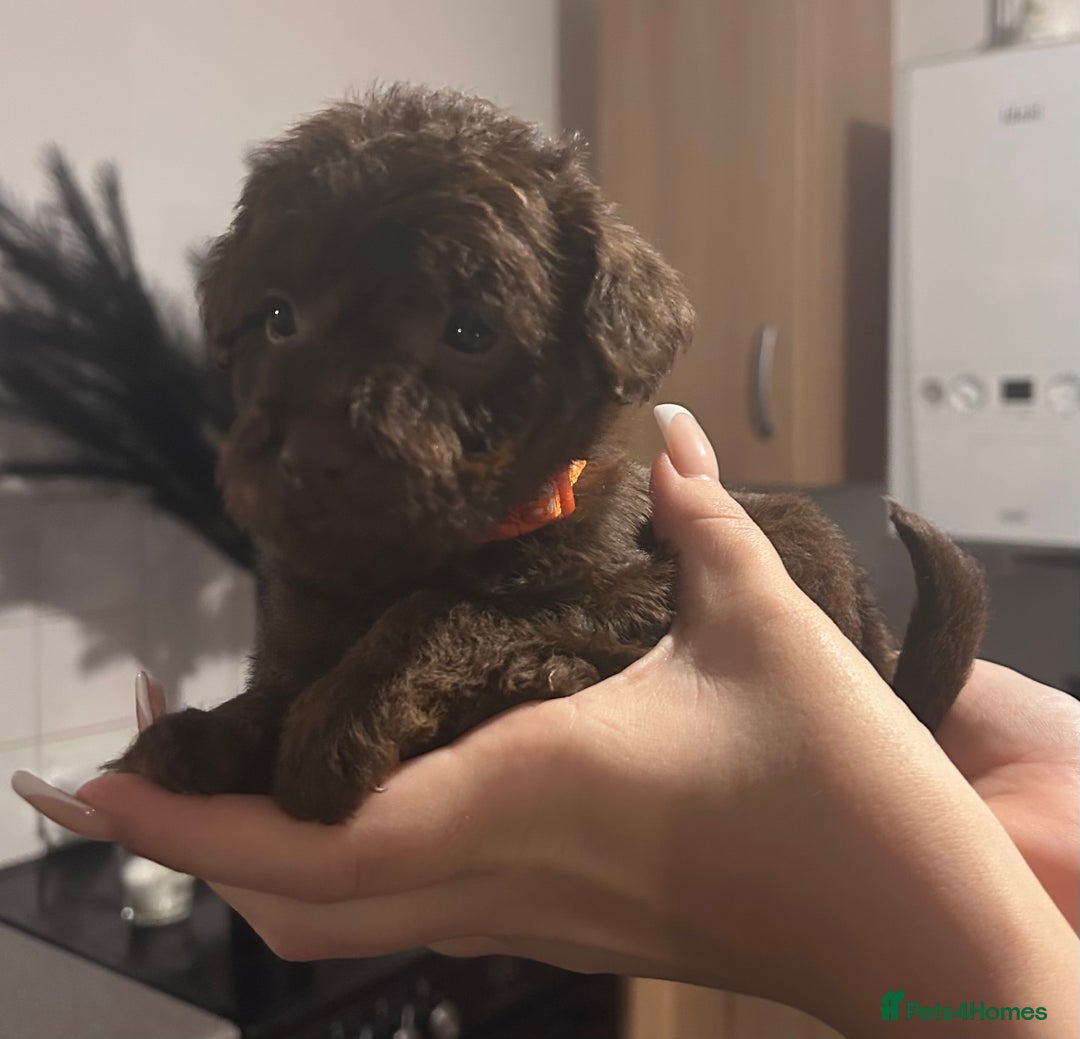 Mixed Breed dogs for sale: Patterpoos - Advert 2