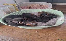 Miniature Dachshund dogs for sale: Miniature Dachshund puppies - Image 23
