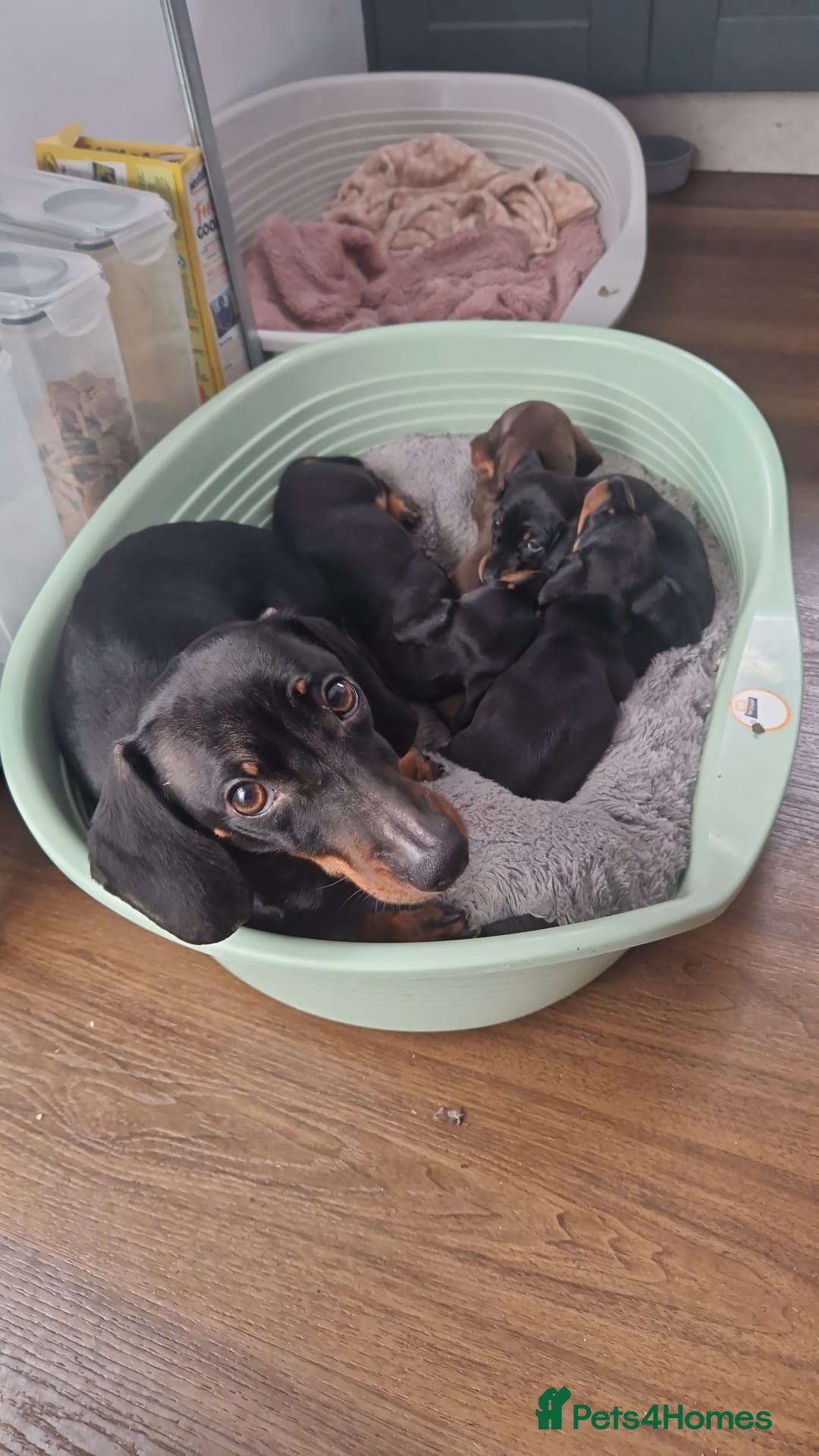 Miniature Dachshund dogs for sale: Miniature Dachshund puppies - Image 23