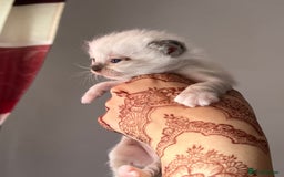 Ragdoll cats for sale: Ragdoll kittens - Image 5