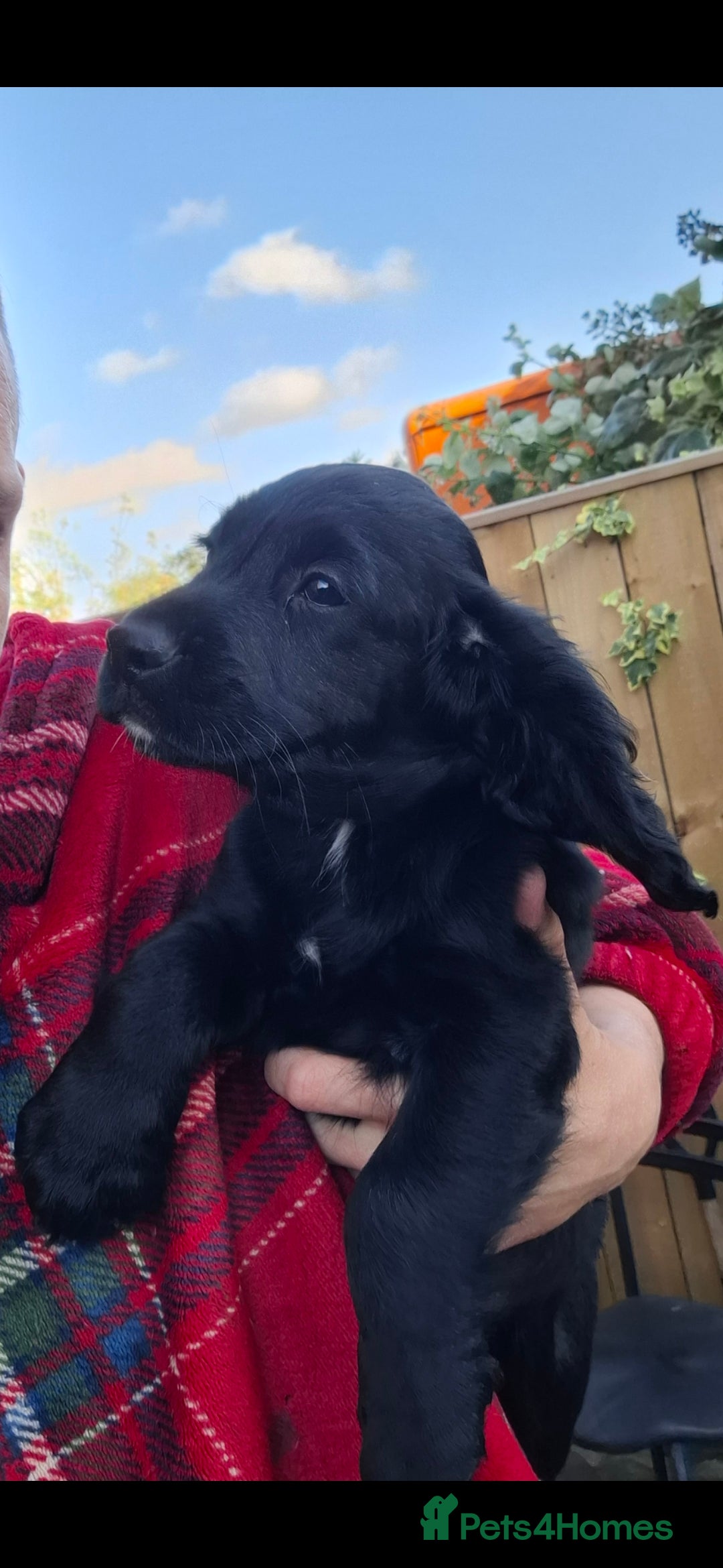 Cocker Spaniel dogs for sale: Stunning Working Cocker Spaniel Puppies for Sale in Darlington - Image 2